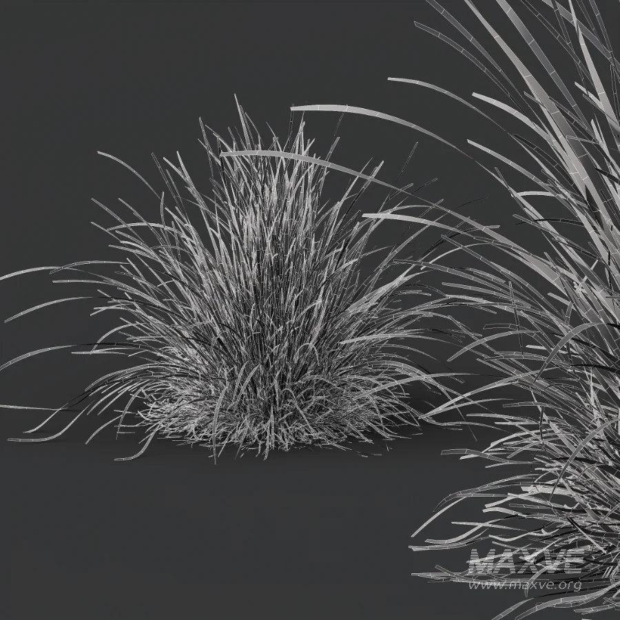 AV Celtica Gigantea Stipa Golden Oats and Carex Elata Aurea Grass - Image 9