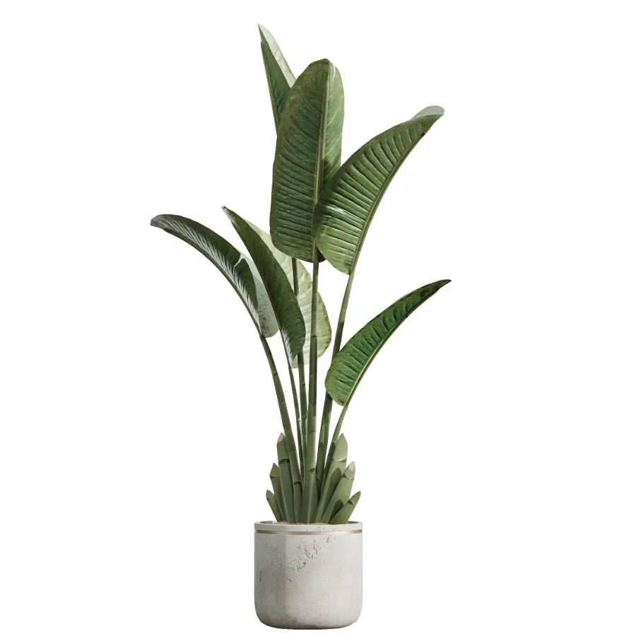 AV Indoor Plants Set 455 Schefflera Arboricola and Cat Reed Palm and Bird Of Paradise and Chemlali Olive Tree and Ficus lyrate - Image 3