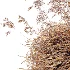 AV Celtica Gigantea Stipa Golden Oats and Carex Elata Aurea Grass - Thumbnail 8