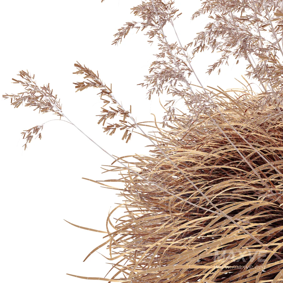 AV Celtica Gigantea Stipa Golden Oats and Carex Elata Aurea Grass - Image 8