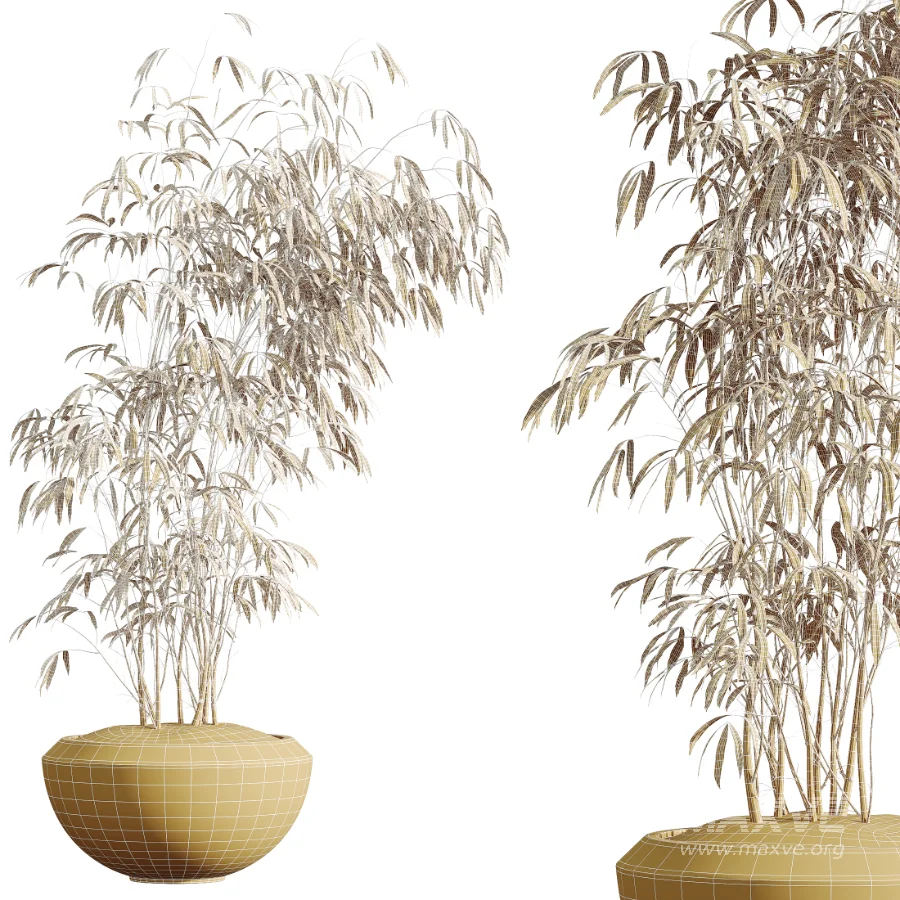 AV Indoor Plants Set 453 Briful Pachira and Elegant Monstera and Aloe Vera Succulents and Ficus Dracaena Marginata - Image 10