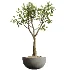 AV Indoor Plants Set 449 Ficus Dracaena Marginata and Ravenala Banana and Spineless Yucca - Thumbnail 2