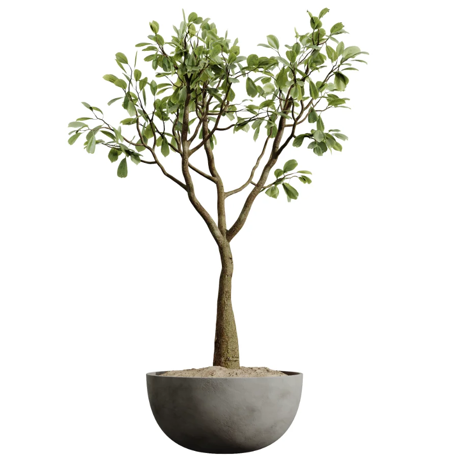 AV Indoor Plants Set 449 Ficus Dracaena Marginata and Ravenala Banana and Spineless Yucca - Image 2