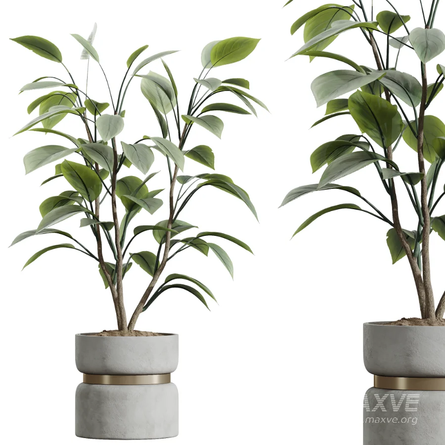 AV Indoor Plants Set 463 Ficus lyrata and Cyara Areca Palm and Aspidistra Elatio and Ficus Dracaena Marginata - Image 1