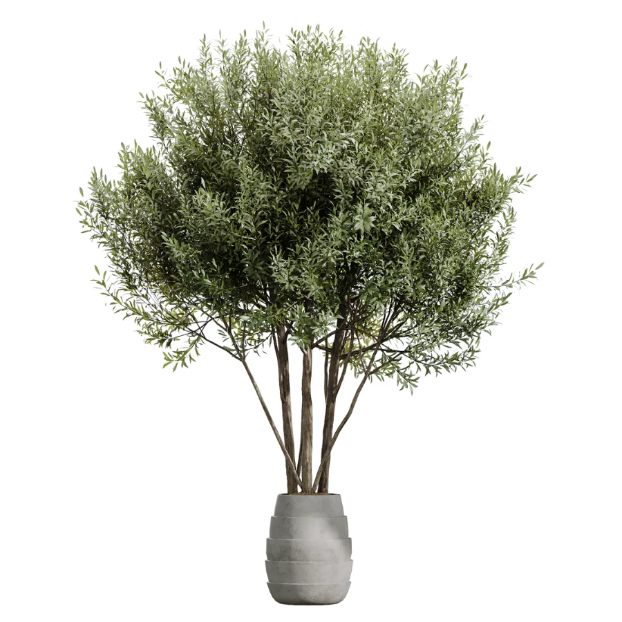 AV Indoor Plants Set 454 Chemlali Olive Tree and Bird Of ParadiseBird and Ficus microcarpa and Ficus Dracaena Marginata - Image 6