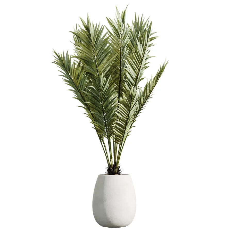 AV Indoor Plants Set 471 Chemlali Olive and Giant Monstera and Cyara Areca Palm and Ravenala Banana - Image 2