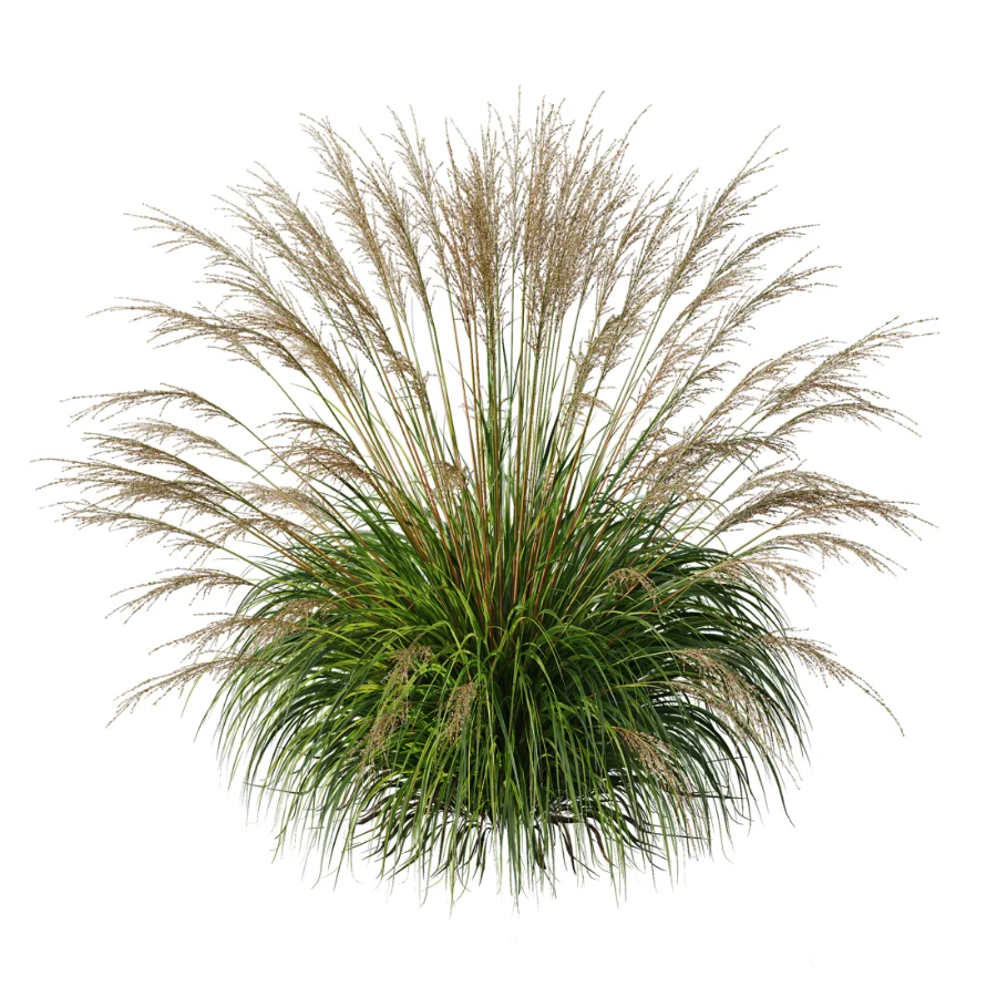 AV Molinia Caerulea Heidebraut Kleines Pfeifengras - Image 3