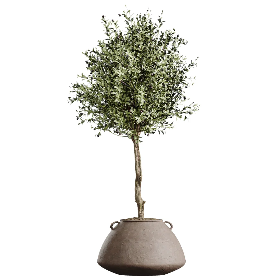 AV Indoor Plants Set 464 Olive Euphorbia Drupifera Cunjevoi Alocasia Spineless Yucca Licuala Palm - Image 5