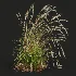 AV Calamagrostis Acutiflora Karl Foerster - Thumbnail 5
