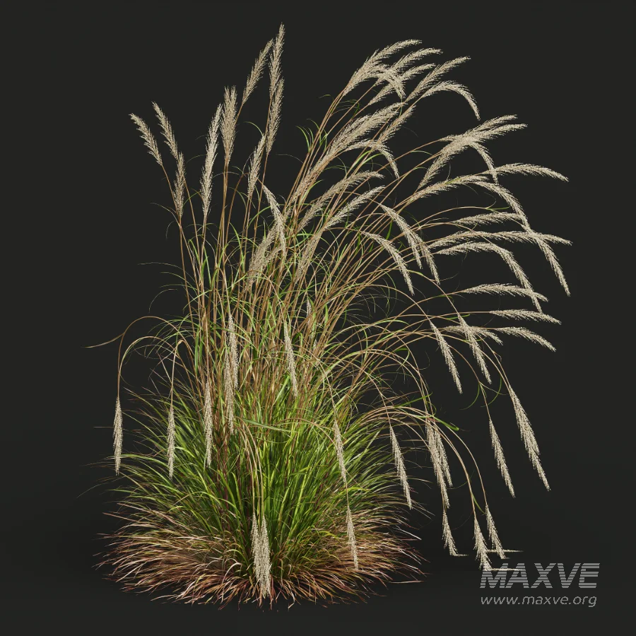 AV Calamagrostis Acutiflora Karl Foerster - Image 5