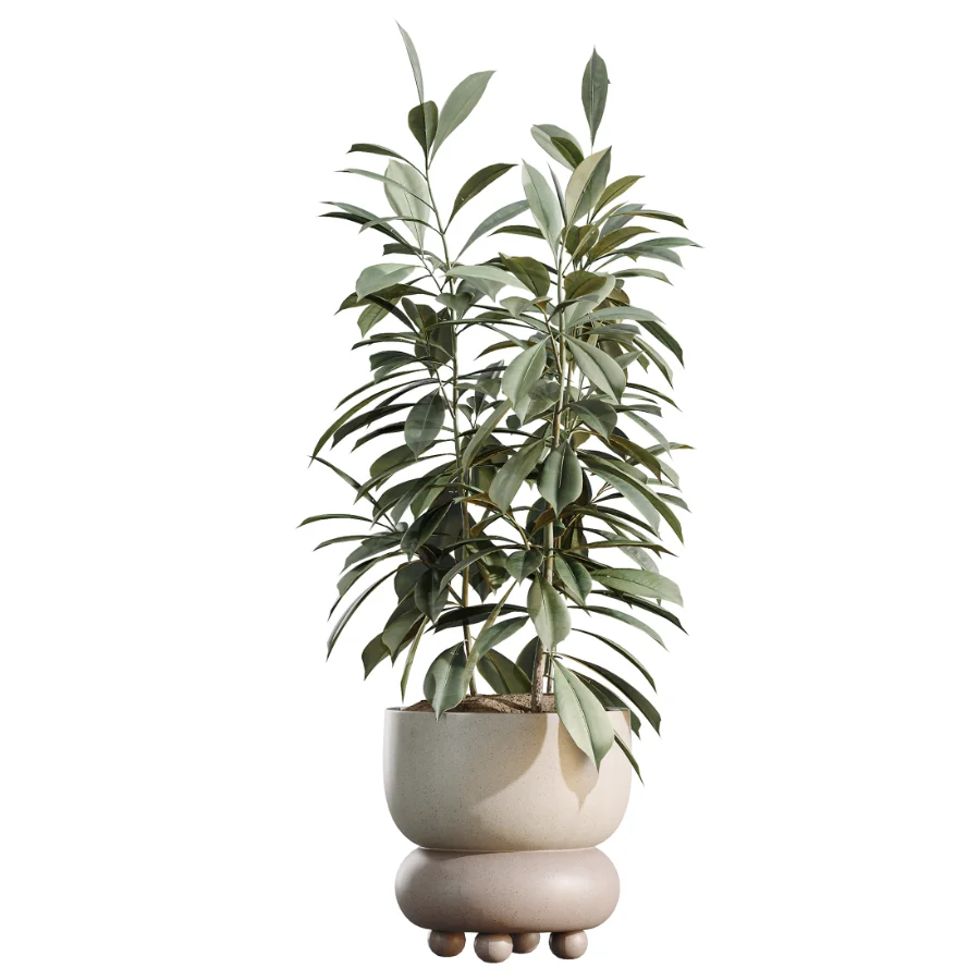 AV Indoor Plants Set 462 Licuala Grandis Palm and Dracaena Warneckii Cane and Snake Sansevieria and Ficus Cyathistipula and Chemlali Olive - Image 6