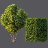 AV Ficus Concinna Bonsai Pruned and Ligustrum Quihoui Privet Pruned Box - Thumbnail 7