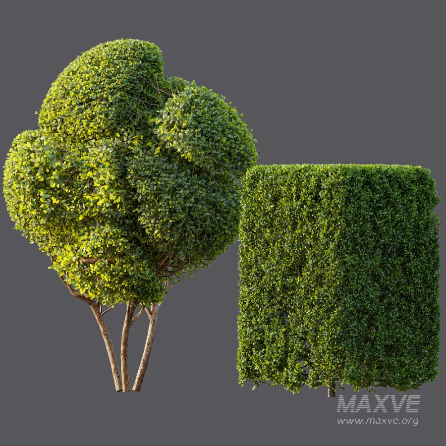 AV Ficus Concinna Bonsai Pruned and Ligustrum Quihoui Privet Pruned Box - Image 7