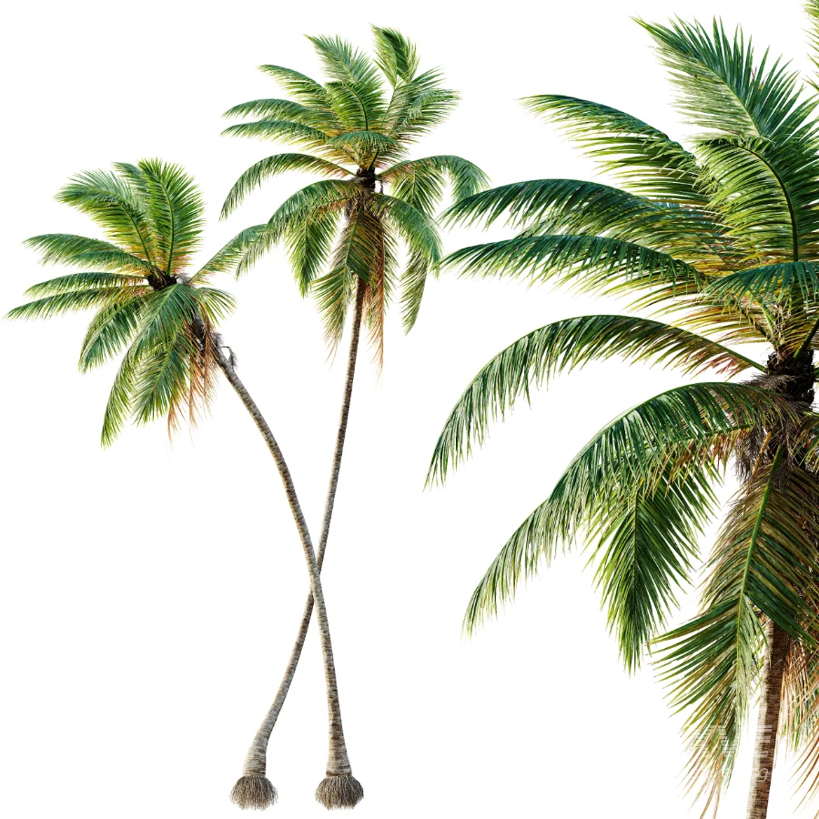 AV Borassus Flabellifer and Cocos Nucifera Windy palms - Image 8