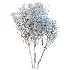 AV Winter Plant Snow Myrtle flower Winter and Snow Quihoui Privet - Thumbnail 2