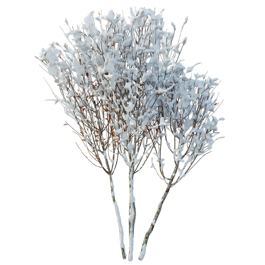 AV Winter Plant Snow Myrtle flower Winter and Snow Quihoui Privet - Image 2