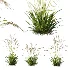 AV Molinia Caerulea Heidebraut Kleines Pfeifengras - Thumbnail 1
