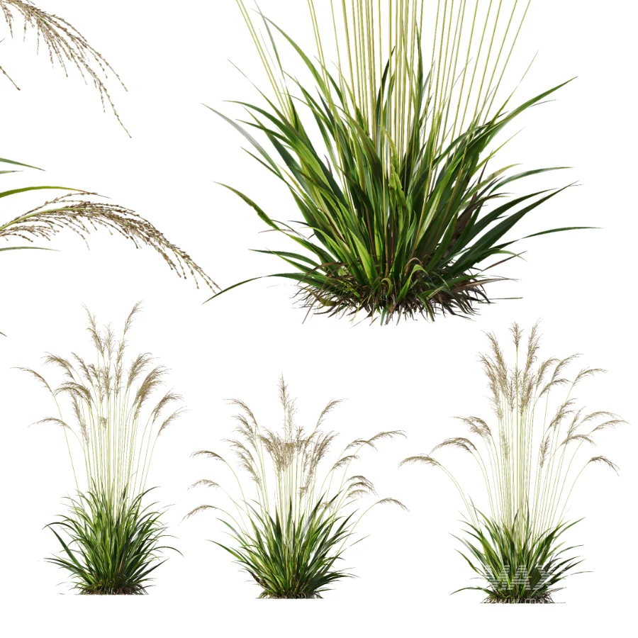 AV Molinia Caerulea Heidebraut Kleines Pfeifengras - Image 1
