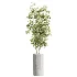AV Indoor Plants Set 465 Coconut Palm and Cyara Areca Palm and Chemlali Olive Tree and Orange Calamondin Tree - Thumbnail 5