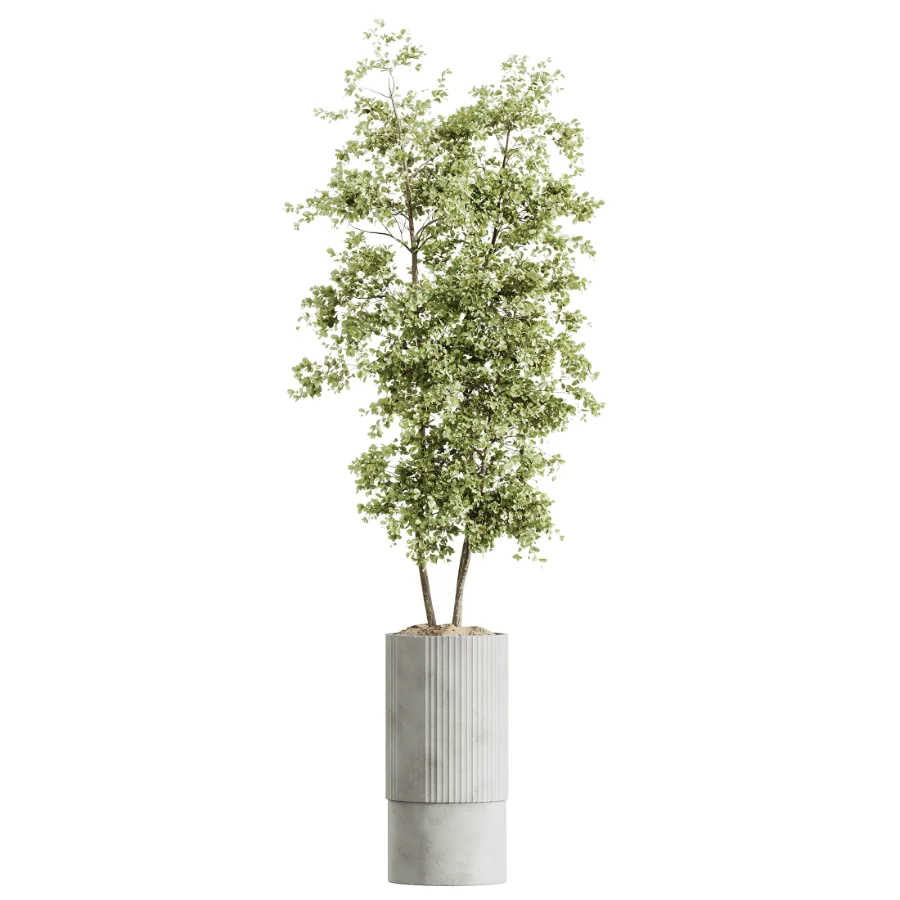 AV Indoor Plants Set 465 Coconut Palm and Cyara Areca Palm and Chemlali Olive Tree and Orange Calamondin Tree - Image 5