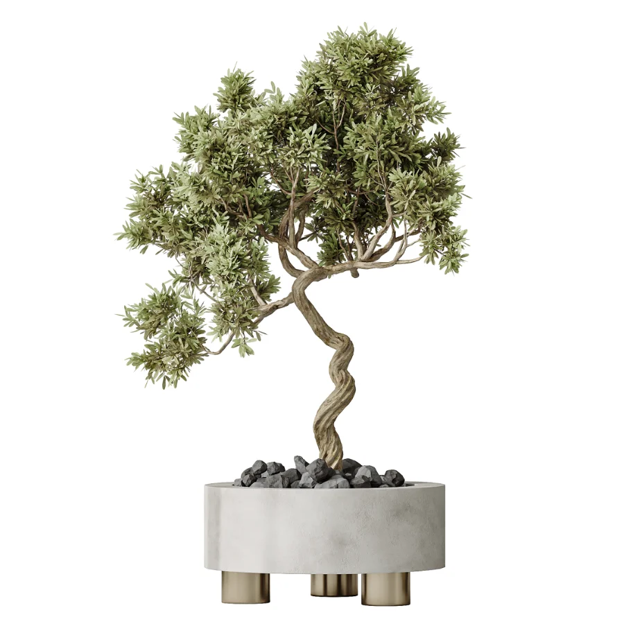 AV Indoor Plants Set 458 Ravenala Banana and Wilsonii Chemlali Olive and Alnus Glutinosa - Image 3