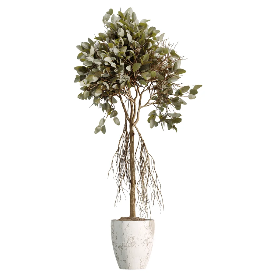AV Indoor Plants Set 460 Ficus Cyathistipul and Calathea Lutea and Chemlali Olive and Ficus Benjamina African Fig - Image 1