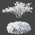 AV Winter Plant Snow Myrtle flower Winter and Snow Quihoui Privet - Thumbnail 6
