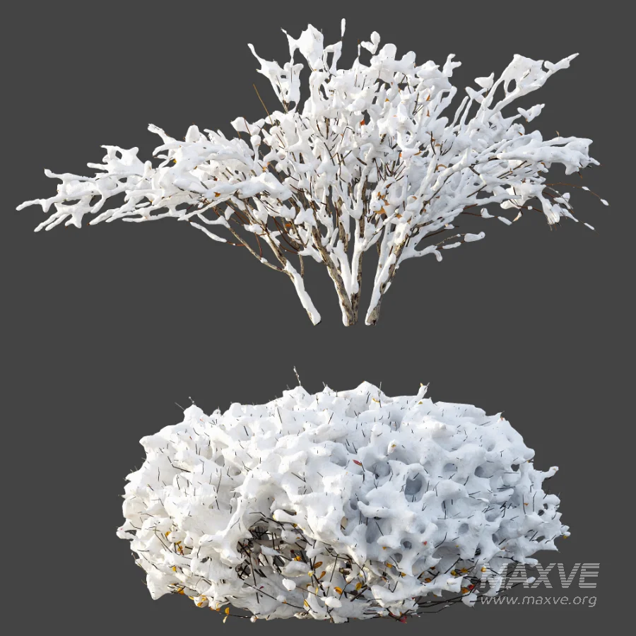 AV Winter Plant Snow Myrtle flower Winter and Snow Quihoui Privet - Image 6