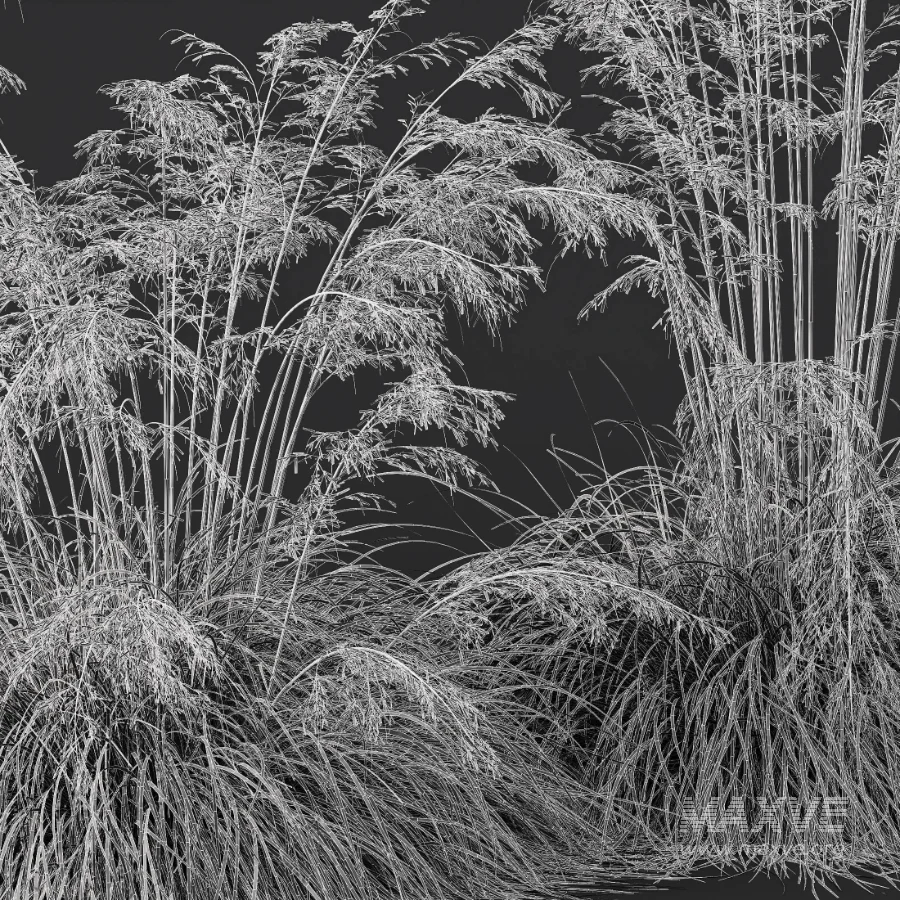 AV Celtica Gigantea Stipa Golden Oats and Carex Elata Aurea Grass - Image 12