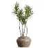 AV Indoor Plants Set 464 Olive Euphorbia Drupifera Cunjevoi Alocasia Spineless Yucca Licuala Palm - Thumbnail 1