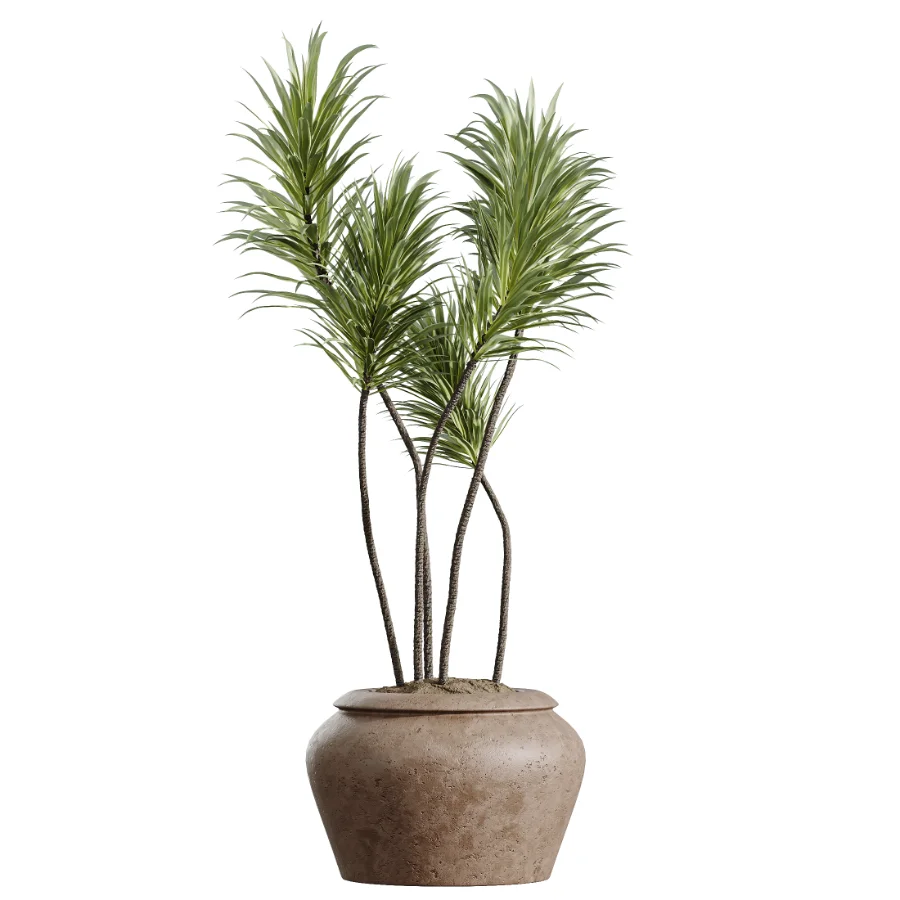 AV Indoor Plants Set 464 Olive Euphorbia Drupifera Cunjevoi Alocasia Spineless Yucca Licuala Palm - Image 1
