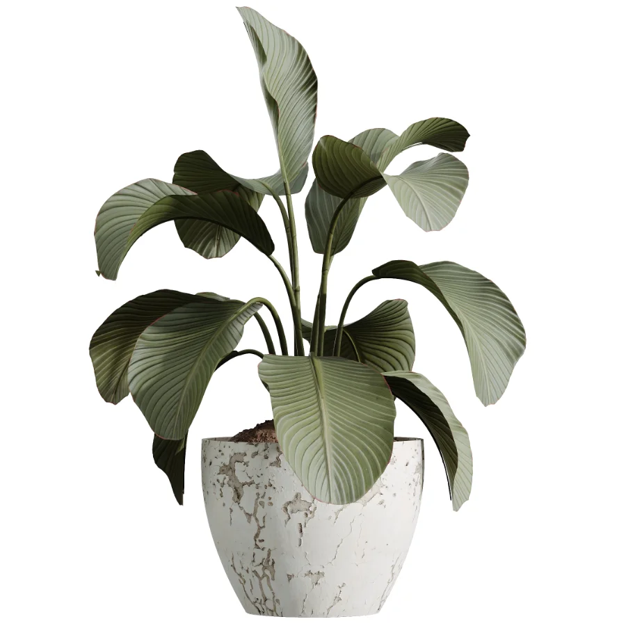 AV Indoor Plants Set 460 Ficus Cyathistipul and Calathea Lutea and Chemlali Olive and Ficus Benjamina African Fig - Image 2