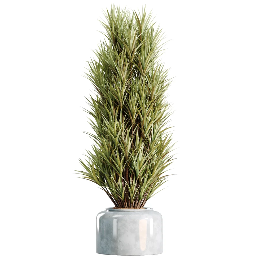 AV Indoor Plants Set 469 Yucca Elephantipe and Briful Pachira and Licuala Grandis Palm and Cyara Areca Palm - Image 5