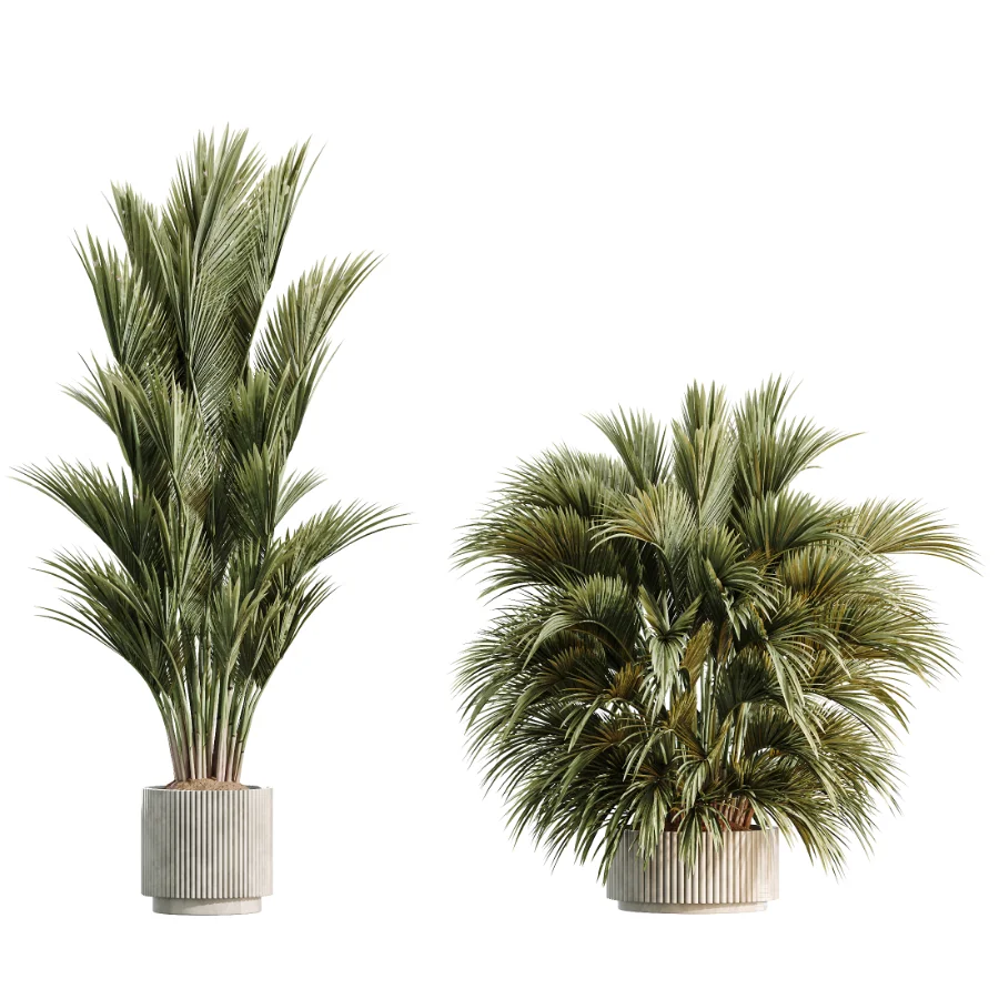 AV Indoor Plants Set 461 Yucca Elephantipe and Cat Reed Palm and Bird Of Paradise and Schefflera Arboricola - Image 6