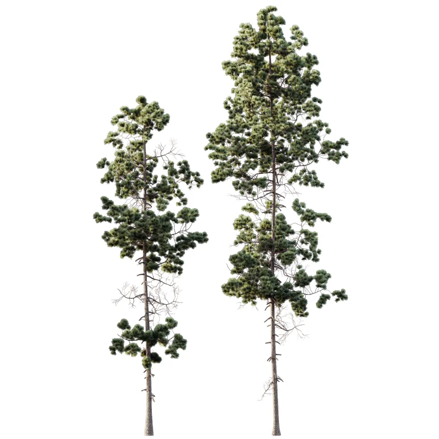 AV Pinus Palustris and Pinus Nigra Sylvestris Subsp Winter Snow trees - Image 2