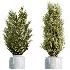 AV Indoor Plants Set 469 Yucca Elephantipe and Briful Pachira and Licuala Grandis Palm and Cyara Areca Palm - Thumbnail 7