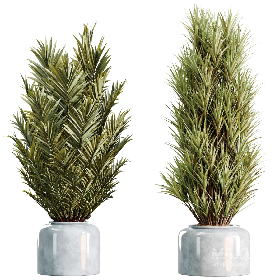 AV Indoor Plants Set 469 Yucca Elephantipe and Briful Pachira and Licuala Grandis Palm and Cyara Areca Palm - Image 7