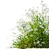 ntal grasses. These elegant groundcover species are valued for their refined texture, compact growth habit, and exceptional versatility in contemporary landscape architecture, Japanese gardens, urban parks, courtyards, and high-end residential projects. - Thumbnail 8