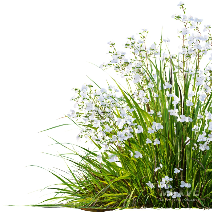 ntal grasses. These elegant groundcover species are valued for their refined texture, compact growth habit, and exceptional versatility in contemporary landscape architecture, Japanese gardens, urban parks, courtyards, and high-end residential projects. - Image 8