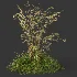 AV Celtica Gigantea Stipa Golden Oats and Carex Elata Aurea Grass - Thumbnail 4