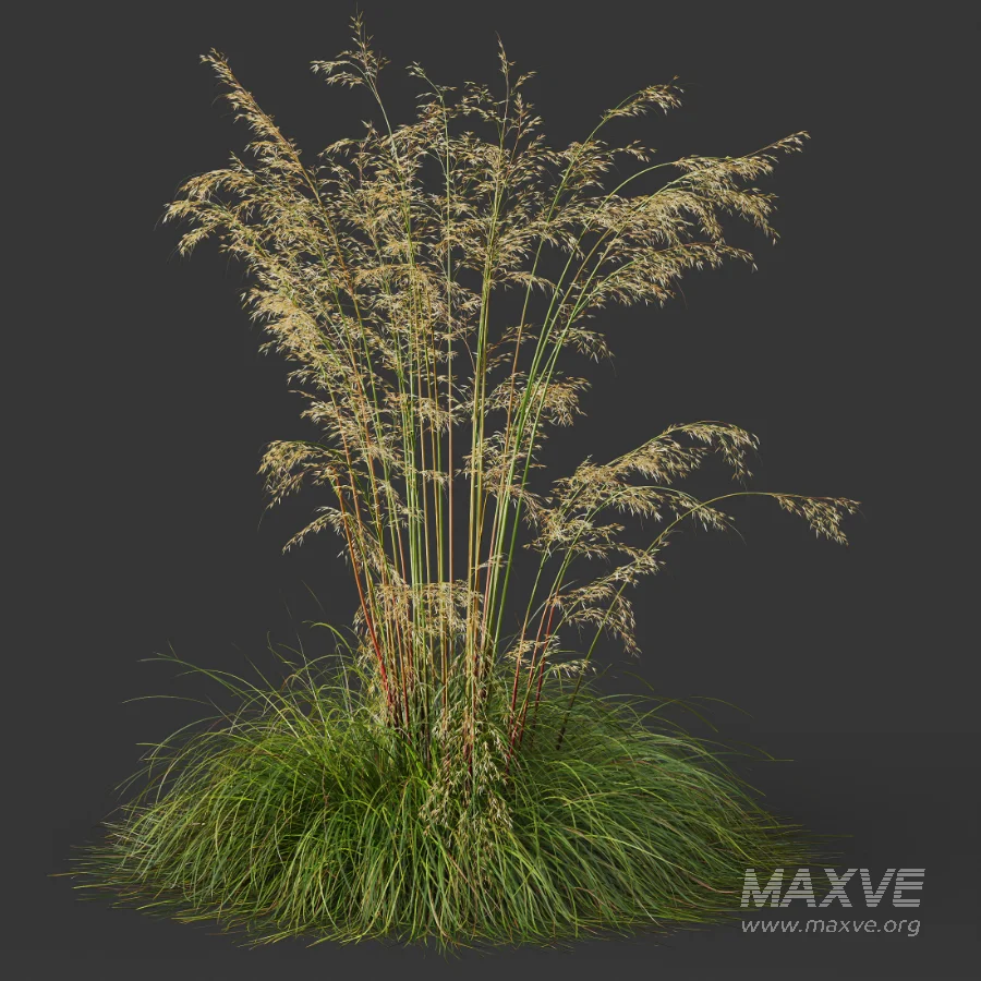 AV Celtica Gigantea Stipa Golden Oats and Carex Elata Aurea Grass - Image 4