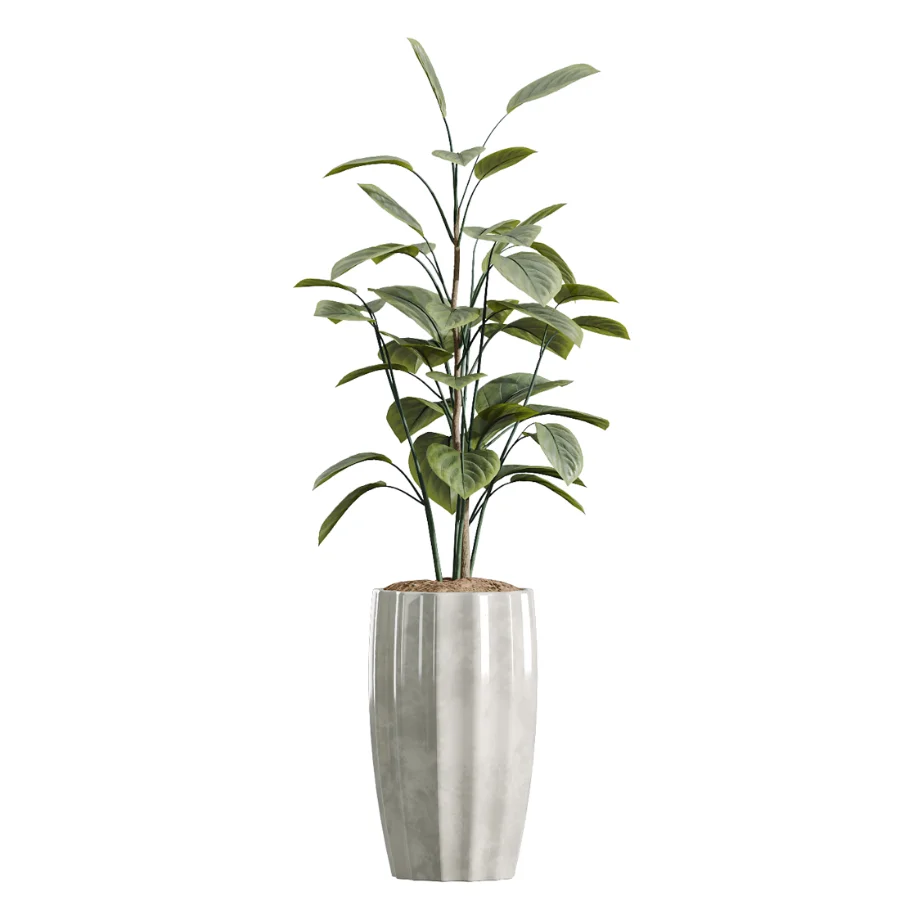 AV Indoor Plants Set 455 Schefflera Arboricola and Cat Reed Palm and Bird Of Paradise and Chemlali Olive Tree and Ficus lyrate - Image 5