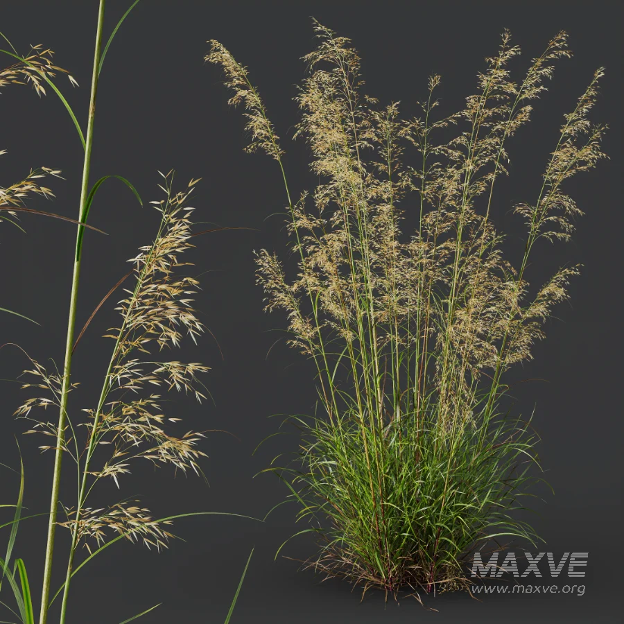 AV Celtica Gigantea Stipa Golden Oats and Stipa Tenuissima Ostnica Mocna Pony Tails - Image 5