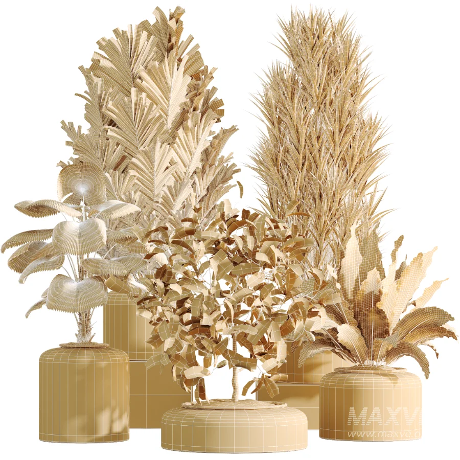 AV Indoor Plants Set 469 Yucca Elephantipe and Briful Pachira and Licuala Grandis Palm and Cyara Areca Palm - Image 8