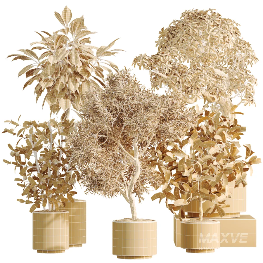 AV Indoor Plants Set 467 Ficus Retusa and Chemlali Olive and Briful Pachira and Ficus Cyathistipula and China Orange Tree - Image 8