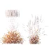 AV Calamagrostis Acutiflora Karl Foerster - Thumbnail 10
