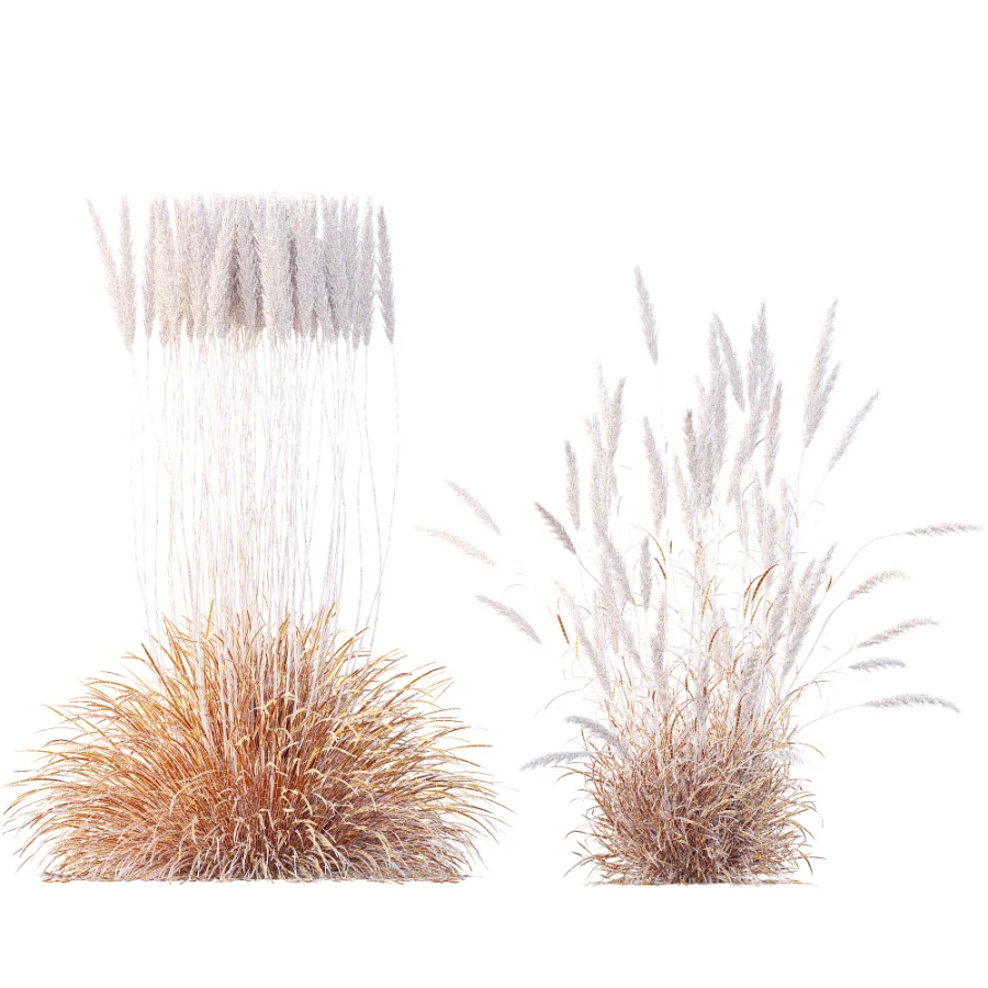 AV Calamagrostis Acutiflora Karl Foerster - Image 10