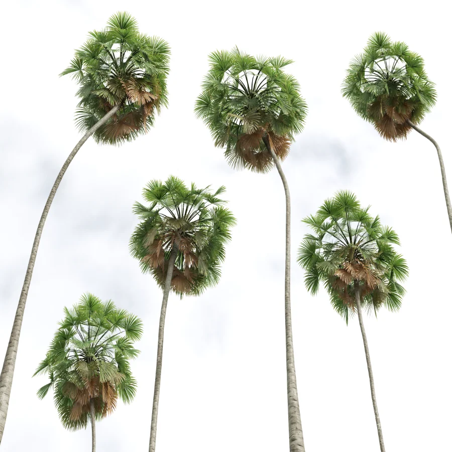 AV Borassus Flabellifer and Cocos Nucifera Windy palms - Image 5