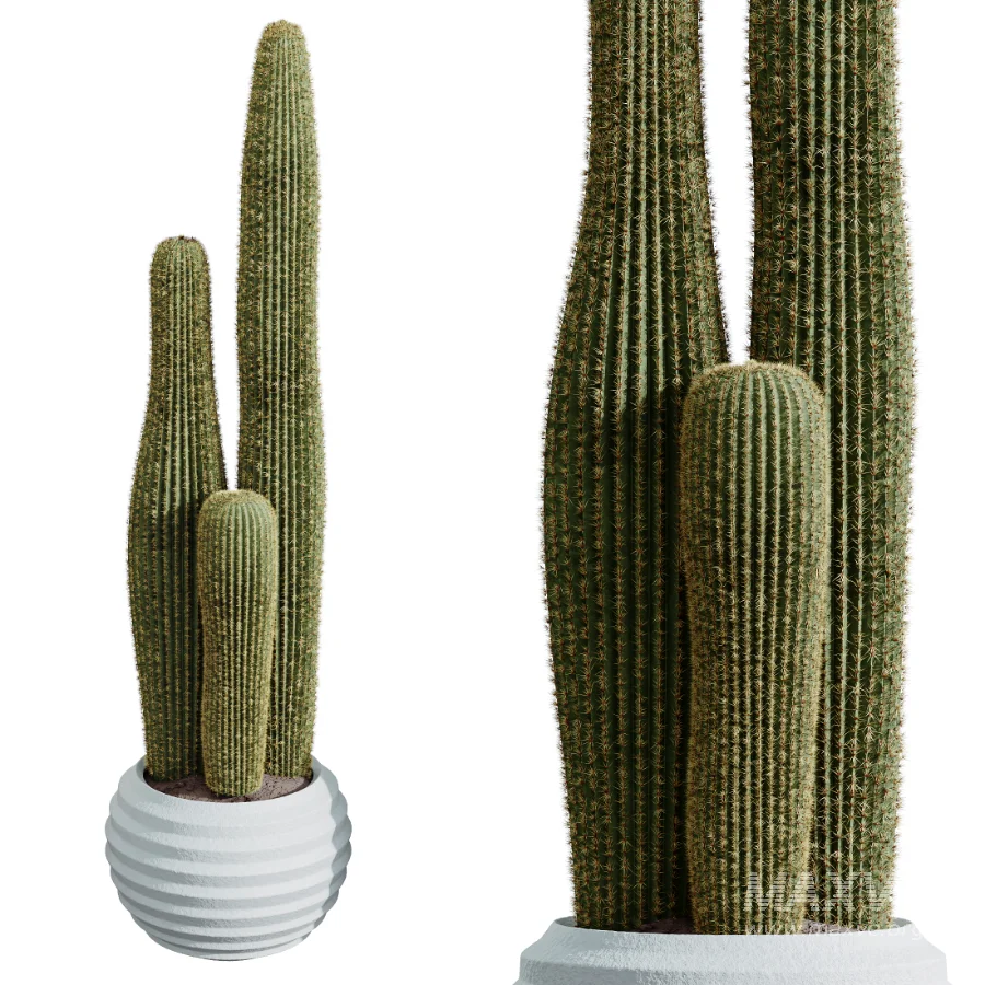 AV Indoor Plants Set 468 Cactus Echinocactus and Chemlali Olive and Ravenala Banana and Ficus Dracaena Marginata - Image 5