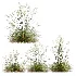 AV Calamagrostis Acutiflora Karl Foerster and Stipa arundinacea Sweet Grasses - Thumbnail 3